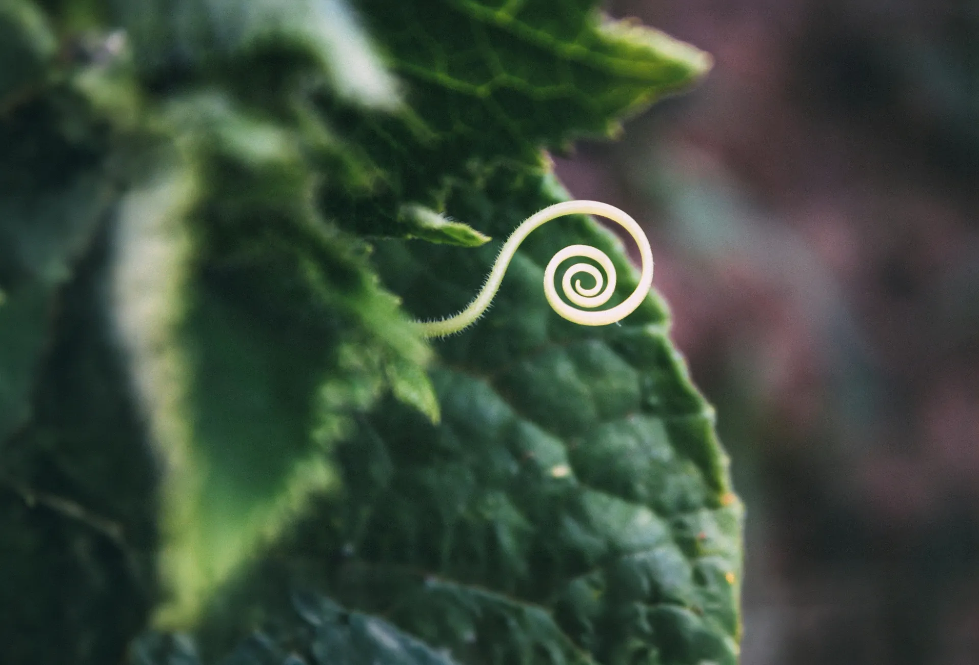 Nærbilde av spiralformet planteskudd