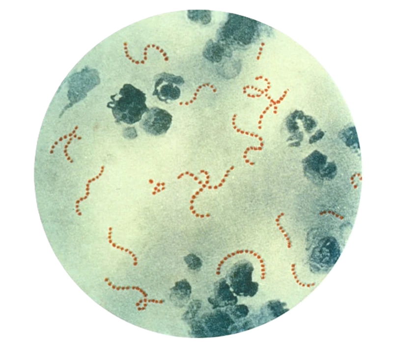 Streptokokker